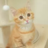 マンチカン(短足)