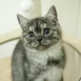 ミヌエット(長足)