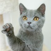ブリティッシュショートヘア