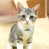 マンチカン(長足)【埼玉県・女の子・2025年6月14日・シルバータビー&ホワイト】の写真1「🐱複数頭の見学も可能🐱きょうだいや他のネコちゃんも見れます」