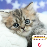 ミヌエット(長足)