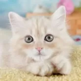 ミヌエット(長足)