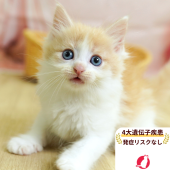 ノルウェージャンフォレストキャット