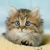 ミヌエット(短足)