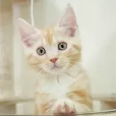 マンチカン(長足)