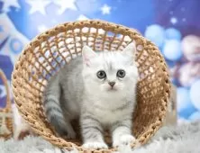 ミヌエット(長足)【埼玉県・女の子・2025年5月6日・シルバータビー】の写真2「💉健康診断実施済み💉毎週専属の獣医師がネコちゃんの体調チェックをしています」