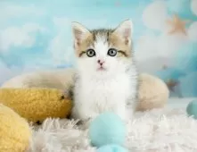 ミヌエット(長足)【埼玉県・男の子・2025年9月6日・ブラウンタビー&ホワイト】の写真3「💉健康診断実施済み💉毎週専属の獣医師がネコちゃんの体調チェックをしています」