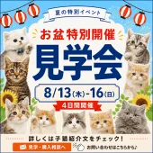 ノルウェージャンフォレストキャット【埼玉県・男の子・2026年5月14日・クリーム系/ブルー・シルバー系】の写真2「まずは見学から♪お気軽に会いにきてください🐈💝」