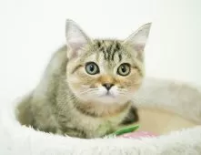 ミヌエット(短足)【埼玉県・女の子・2025年8月31日・ブラウンパッチドタビー】の写真3「💉健康診断実施済み💉毎週専属の獣医師がネコちゃんの体調チェックをしています」