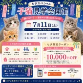 マンチカン(長足)【埼玉県・女の子・2026年4月11日・レッド・ルディ系/ブラウン系】の写真2「まずは見学から♪お気軽に会いにきてください🐈💝」