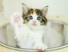 ノルウェージャンフォレストキャット【埼玉県・女の子・2025年9月28日・キャリコ】の写真2「💉健康診断実施済み💉毎週専属の獣医師がネコちゃんの体調チェックをしています」