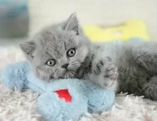 ブリティッシュショートヘア【埼玉県・女の子・2025年9月11日・ブルー】の写真2「💉健康診断実施済み💉毎週専属の獣医師がネコちゃんの体調チェックをしています」