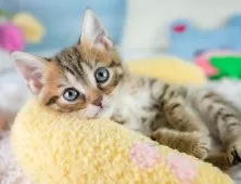 マンチカン(長足)【埼玉県・女の子・2025年9月10日・ブラウンパッチドタビー】の写真2「💉健康診断実施済み💉毎週専属の獣医師がネコちゃんの体調チェックをしています」