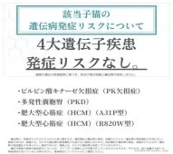 ミヌエット(長足)【埼玉県・女の子・2025年6月17日・ブラックスモーク】の写真3「親猫遺伝子検査済み✨」