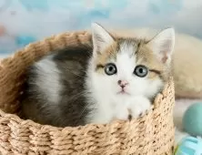 ミヌエット(長足)【埼玉県・男の子・2025年9月6日・ブラウンタビー&ホワイト】の写真5「🌟総額表示🌟接種済ワクチン代・マイクロチップ代・健康診断料込」