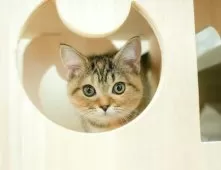 ミヌエット(短足)【埼玉県・女の子・2025年8月31日・ブラウンパッチドタビー】の写真6「🚗アクセス良好！南桜井駅から徒歩8分🚃駐車場があるので車でも大丈夫🚙」