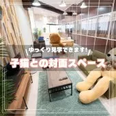 ラグドール【埼玉県・女の子・2025年9月28日・ブルーポイントバイカラー】の写真14「子猫と遊びながら対面できる、広々としたスペースでご案内します。隣にはお母さん犬たちのドッグランも🐶」