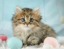 ミヌエット(短足)【埼玉県・女の子・2025年9月6日・ブラウンタビー】の写真4「🌟総額表示🌟接種済ワクチン代・マイクロチップ代・健康診断料込」