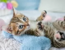 マンチカン(長足)【埼玉県・女の子・2025年9月10日・ブラウンパッチドタビー】の写真4「🌟総額表示🌟接種済ワクチン代・マイクロチップ代・健康診断料込」