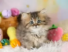 ミヌエット(短足)【埼玉県・女の子・2025年9月6日・ブラウンタビー】の写真4「🌟総額表示🌟接種済ワクチン代・マイクロチップ代・健康診断料込」