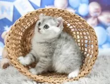 ミヌエット(長足)【埼玉県・女の子・2025年5月6日・シルバータビー】の写真5「🚗アクセス良好！南桜井駅から徒歩8分🚃駐車場があるので車でも大丈夫🚙」