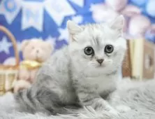 ミヌエット(長足)【埼玉県・女の子・2025年5月6日・シルバータビー】の写真7「🛫遠方の方はオンライン見学も可」