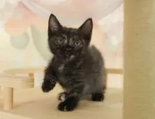 マンチカン(短足)【埼玉県・女の子・2025年7月31日・トーティ】の写真5「🚗アクセス良好！南桜井駅から徒歩8分🚃駐車場があるので車でも大丈夫🚙」