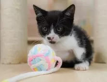 マンチカン(長足)【埼玉県・男の子・2025年7月31日・ブラック&ホワイト】の写真5「🚗アクセス良好！南桜井駅から徒歩8分🚃駐車場があるので車でも大丈夫🚙」