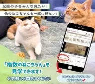 ノルウェージャンフォレストキャット【埼玉県・女の子・2025年4月30日・ブラウンタビー&ホワイト】の写真5「複数頭での見学も可能です！🐱お問い合わせ時に希望の子の「子猫ID」をお伝えください💕」