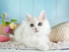 ミヌエット(短足)【埼玉県・男の子・2025年8月12日・クリーム&ホワイト】の写真6「🚗アクセス良好！南桜井駅から徒歩8分🚃駐車場があるので車でも大丈夫🚙」