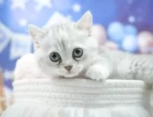 ミヌエット(長足)【埼玉県・女の子・2025年5月6日・シルバータビー】の写真8「この子を見たいと思った当日でも見学可能です🌟まずはお気軽にご連絡ください📧」