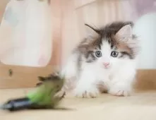 ノルウェージャンフォレストキャット【埼玉県・女の子・2025年9月7日・ブラウンタビー&ホワイト】の写真6「🚗アクセス良好！南桜井駅から徒歩8分🚃駐車場があるので車でも大丈夫🚙」