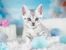 マンチカン(長足)【埼玉県・男の子・2025年9月10日・シルバータビー】の写真8「🛫遠方の方はオンライン見学も可」