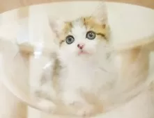 ミヌエット(長足)【埼玉県・男の子・2025年9月6日・ブラウンタビー&ホワイト】の写真8「🛫遠方の方はオンライン見学も可」