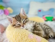 マンチカン(長足)【埼玉県・女の子・2025年9月10日・ブラウンパッチドタビー】の写真7「🛫遠方の方はオンライン見学も可」