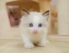 ラグドール【埼玉県・男の子・2025年7月23日・シールポイントバイカラー】の写真8「この子を見たいと思った当日でも見学可能です🌟まずはお気軽にご連絡ください📧」