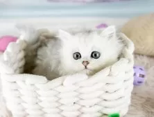 ミヌエット(短足)【埼玉県・女の子・2025年9月6日・チンチラシルバー】の写真8「この子を見たいと思った当日でも見学可能です🌟まずはお気軽にご連絡ください📧」