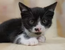 マンチカン(長足)【埼玉県・男の子・2025年7月31日・ブラック&ホワイト】の写真8「この子を見たいと思った当日でも見学可能です🌟まずはお気軽にご連絡ください📧」