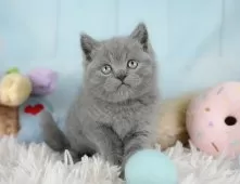 ブリティッシュショートヘア【埼玉県・男の子・2025年9月11日・ブルー】の写真8「この子を見たいと思った当日でも見学可能です🌟まずはお気軽にご連絡ください📧」