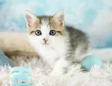 ミヌエット(長足)【埼玉県・男の子・2025年9月6日・ブラウンタビー&ホワイト】の写真10「敷地内に10台駐車可能な平面駐車場があります。お車でお越し頂いても大丈夫です！🚙」