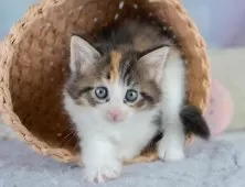 ノルウェージャンフォレストキャット【埼玉県・女の子・2025年9月28日・キャリコ】の写真9「敷地内に10台駐車可能な平面駐車場があります。お車でお越し頂いても大丈夫です！🚙」