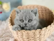 ブリティッシュショートヘア【埼玉県・女の子・2025年9月11日・ブルー】の写真9「敷地内に10台駐車可能な平面駐車場があります。お車でお越し頂いても大丈夫です！🚙」