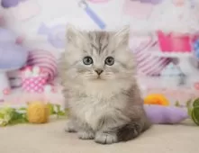 ミヌエット(短足)【埼玉県・男の子・2026年3月10日・シルバータビー】の写真9「この子を見たいと思った当日でも見学可能です🌟まずはお気軽にご連絡ください📧」