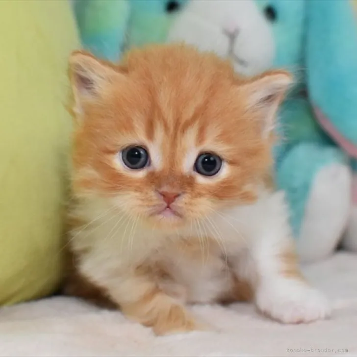 ID：2304-01246の子猫