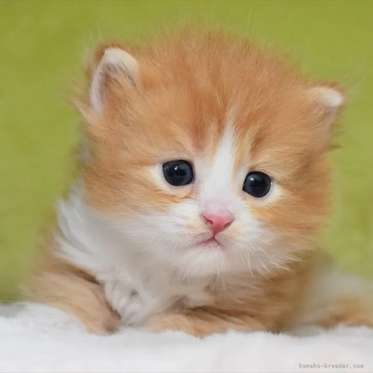 ID：2307-02893の子猫