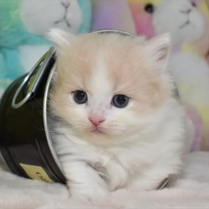 ID：2303-02793の子猫