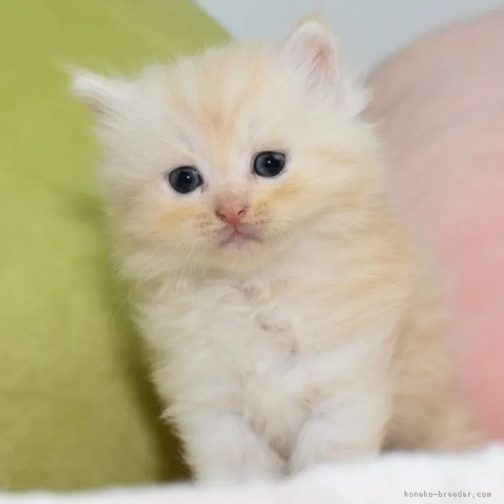 ID：2307-01169の子猫