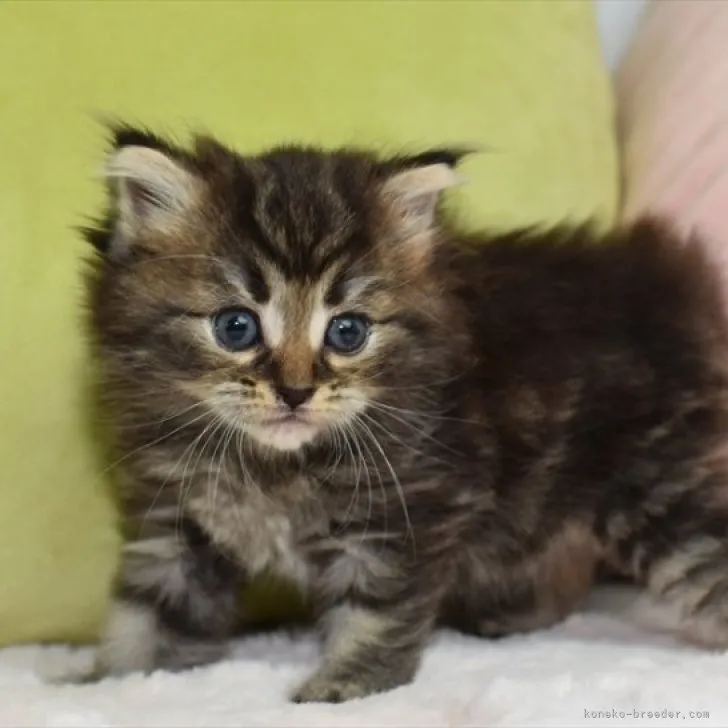 ID：2307-01166の子猫