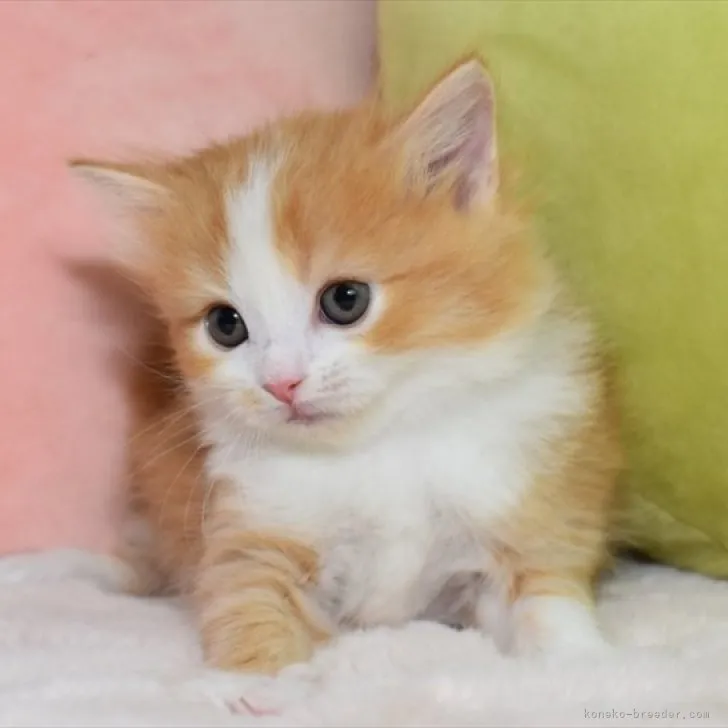 ID：2305-01070の子猫