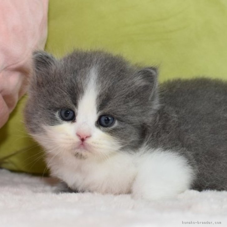 cat_img_1_7259b0596630.jpg